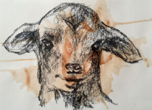 emiliano stella_agnello_lamb_carboncino_sangue_lamb_blood_charcoal_figurative_art_